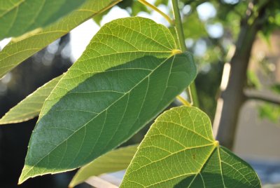 Tilia tuan var. Chinensis - lípa -list